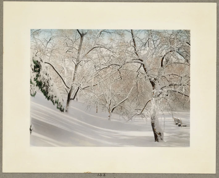 snowy treetops and snow - covered ground against sky