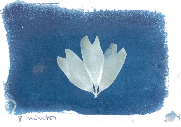 a leaf in white and blue with a black spot