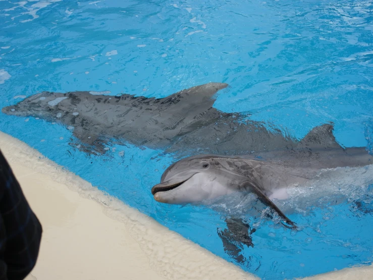 a couple of dolphins swimming in the blue water