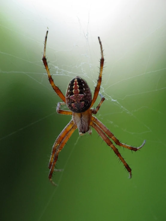 a very colorful spider crawling on its web