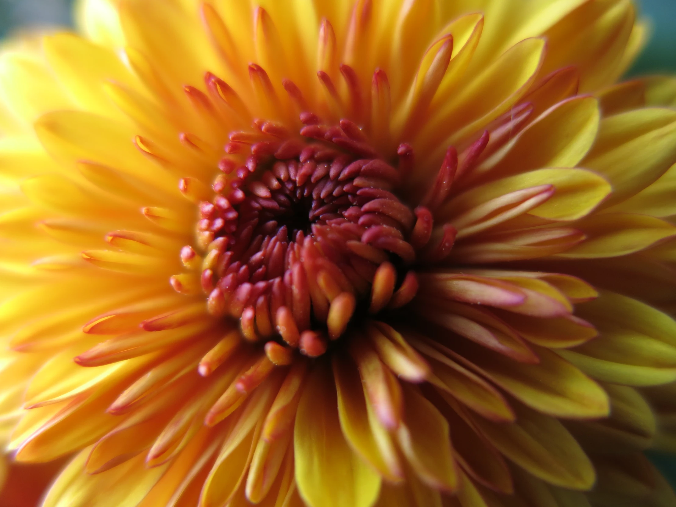 a beautiful yellow and red flower with multiple petals