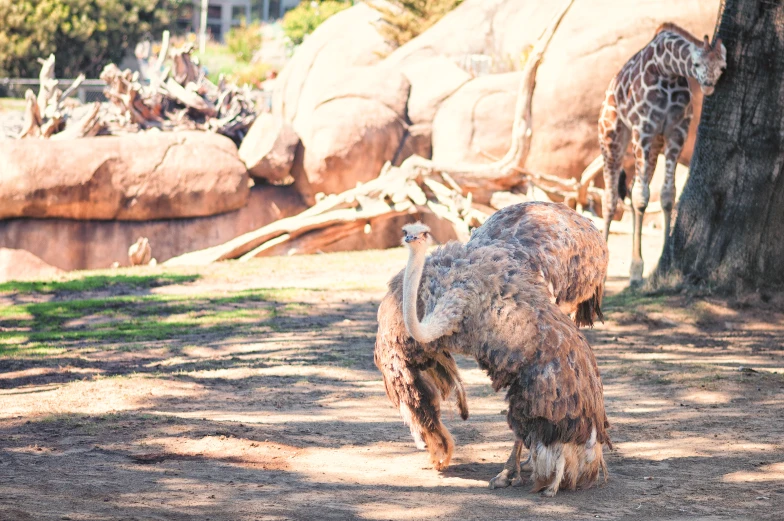 an ostrich with its back end up to a tree