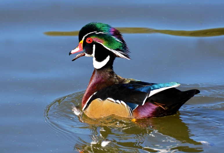 colorful duck floating on top of water next to a shore