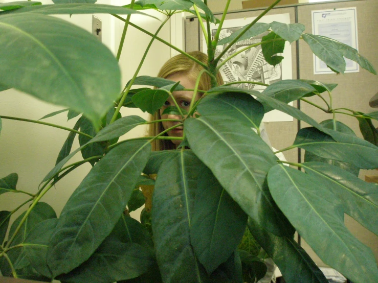 an image of the lady behind a plant