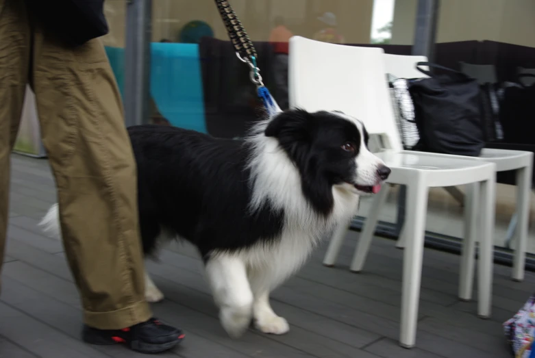 a black and white dog is standing next to a person