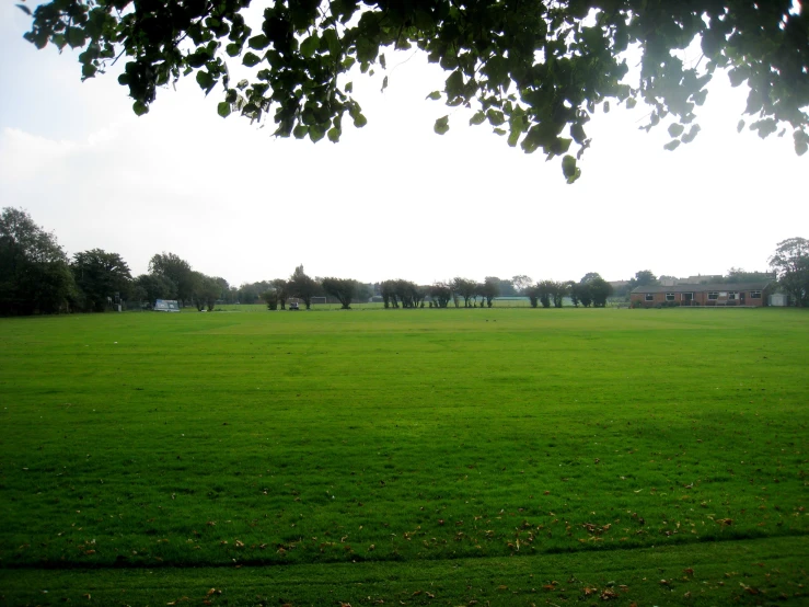 the lush green grass in the field is very bright