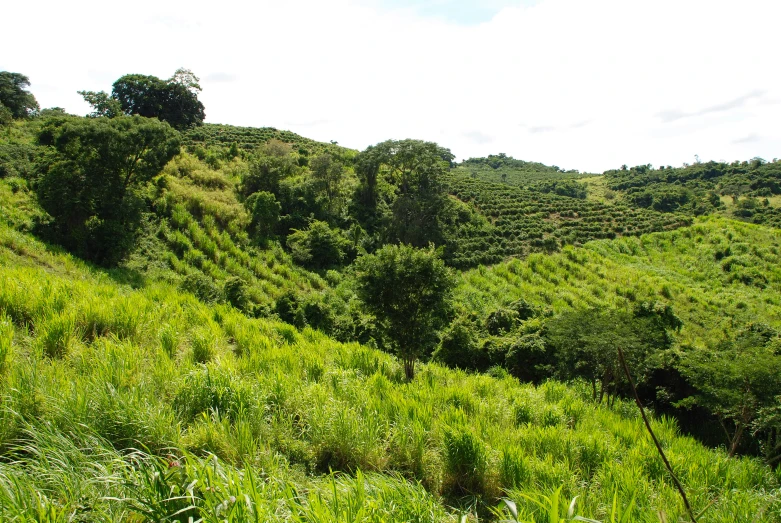 a mountain with some green bushes and lots of trees