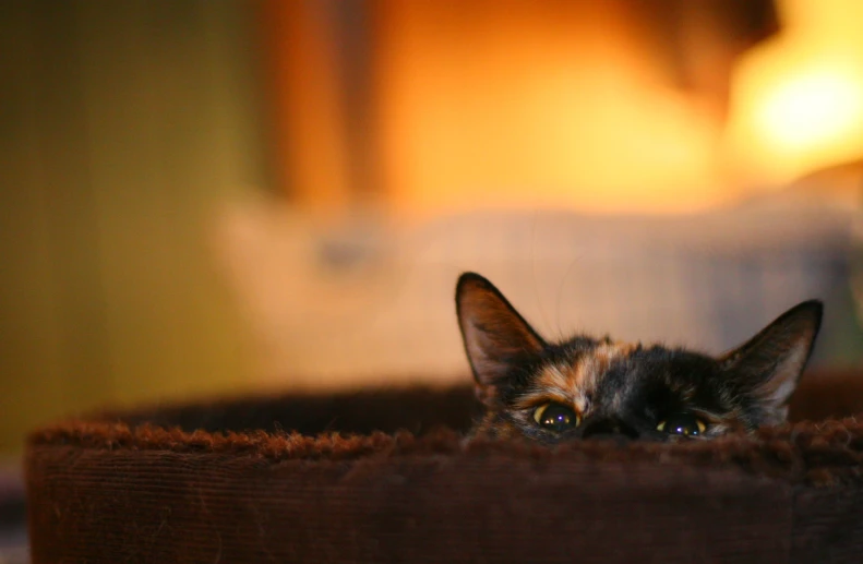 a cat in the dark peering out from a pet bed