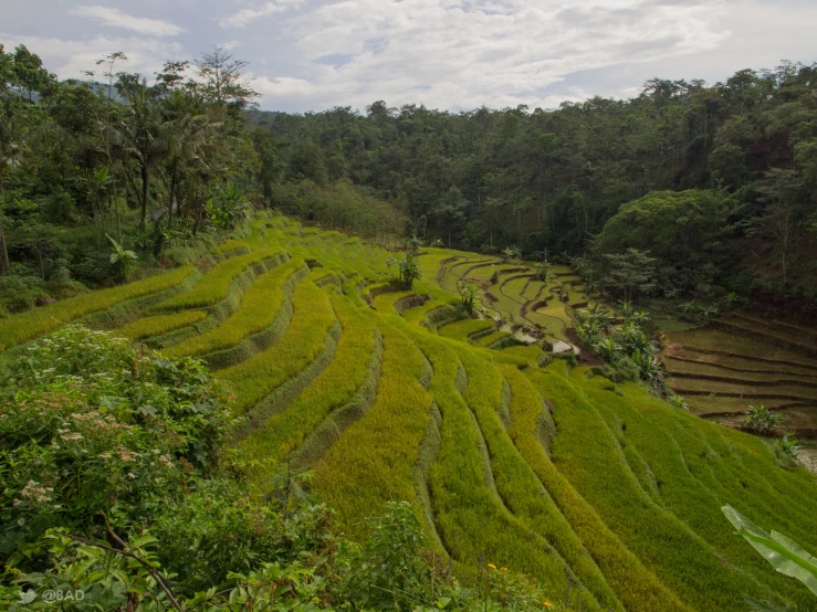 an overview of lush jungle with terraces covered in grass