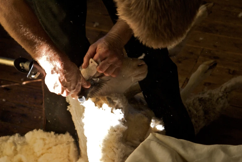 a man is shearing and preparing his sheep