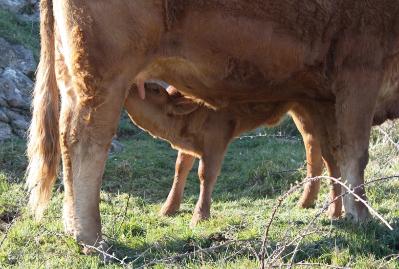 a mother cow standing next to her calf