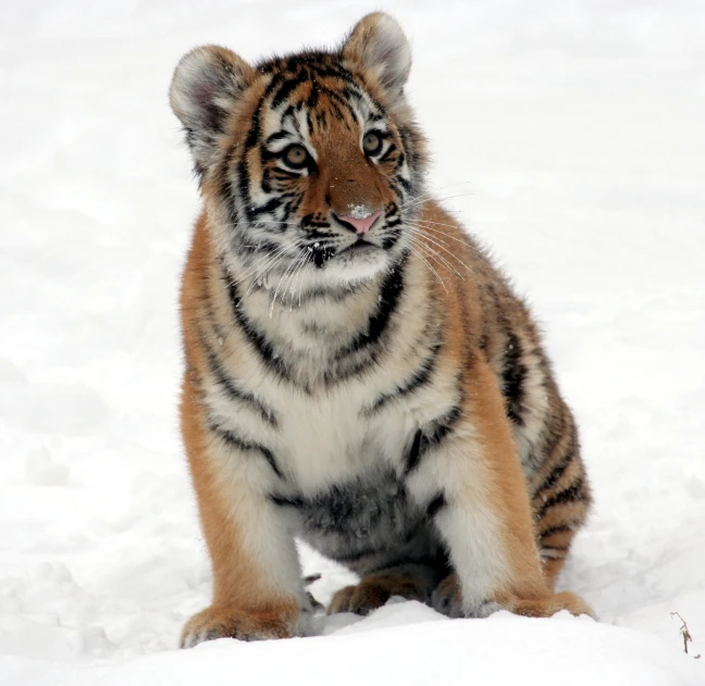 the young tiger is playing in the snow