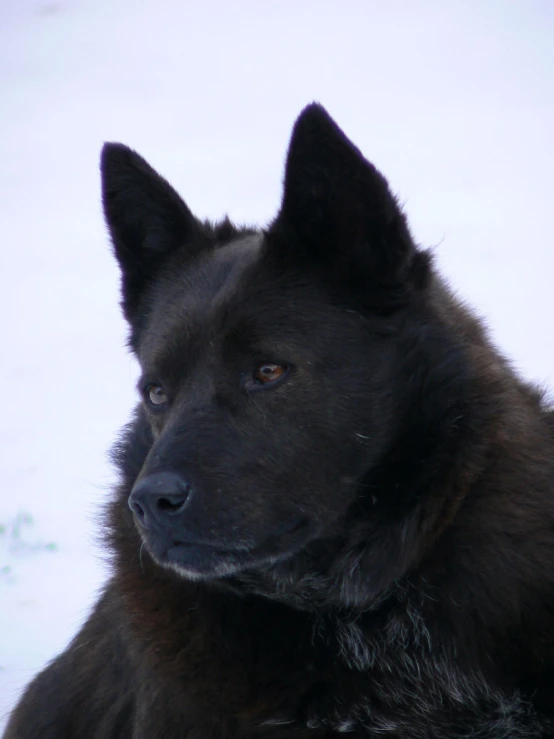 the dog is staring ahead in the snowy field