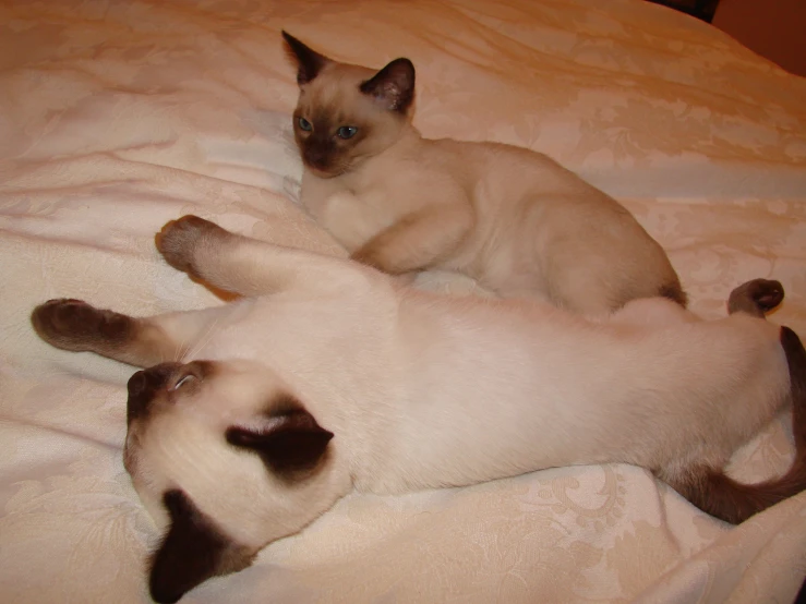 two siamese cats laying on a bed