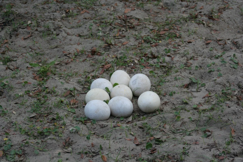 five white stone balls and a green plant are sitting in the dirt