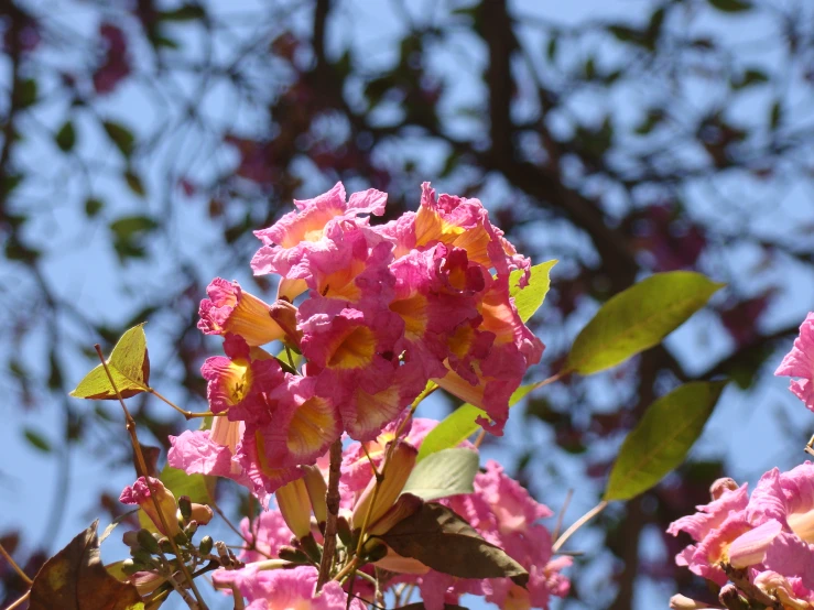 pink flowers blooming on the top of a tree