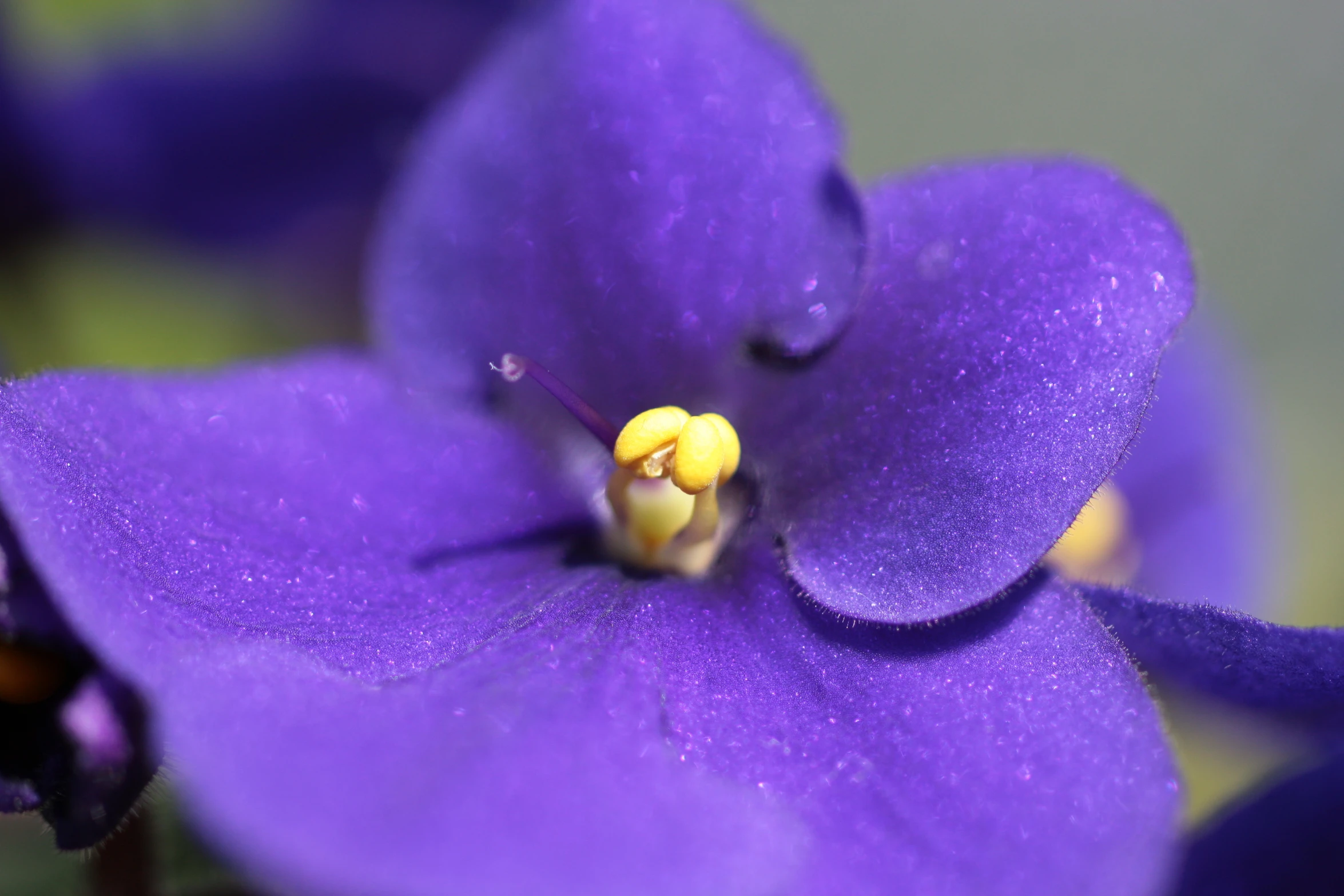 close up of purple flowers with water droplets