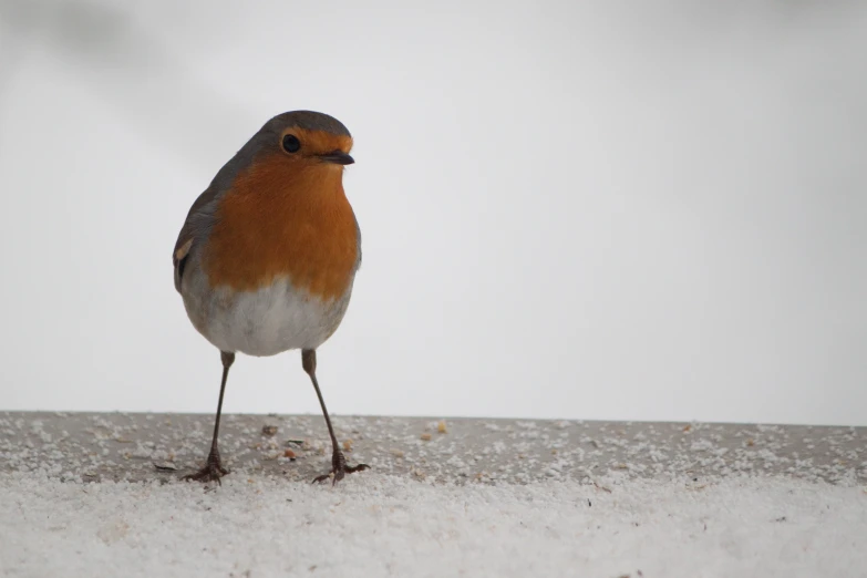 a red and orange bird is standing on the snow