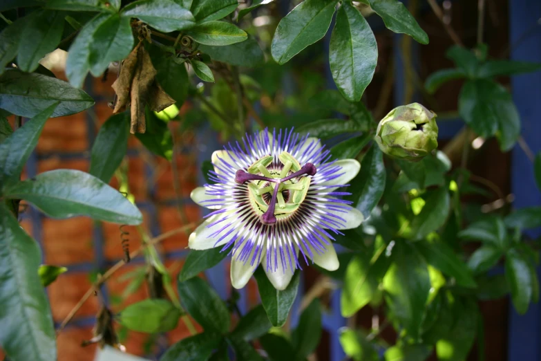 a purple flower blooming on top of leaves and a plant