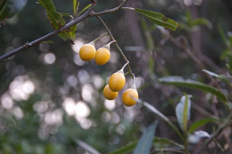 closeup of yellow berries on the nch of a tree