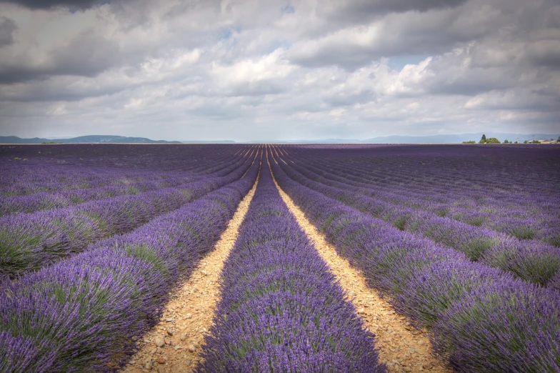 a field full of purple flowers with a yellow line on it