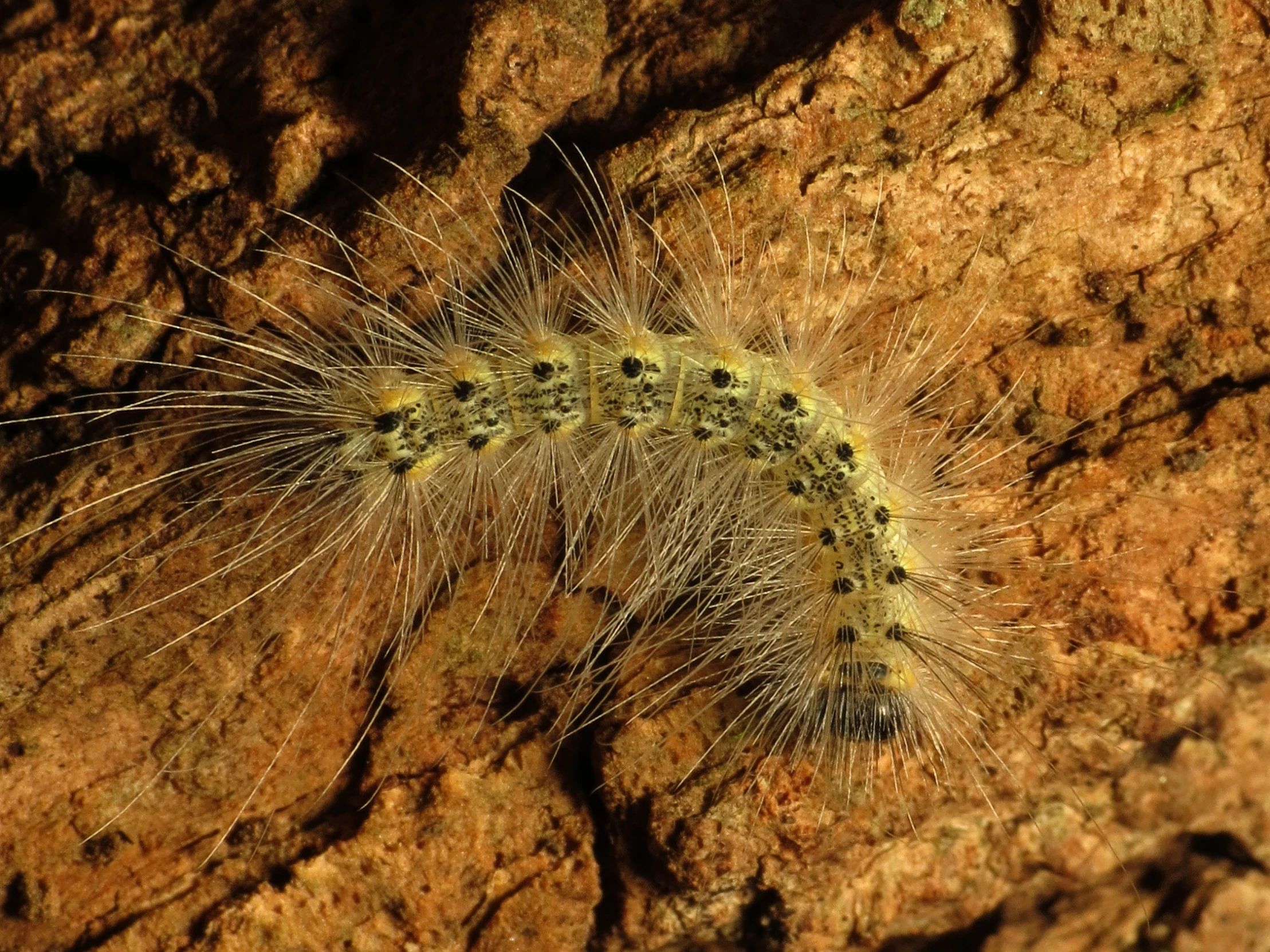 a caterpillar is crawling on the rock