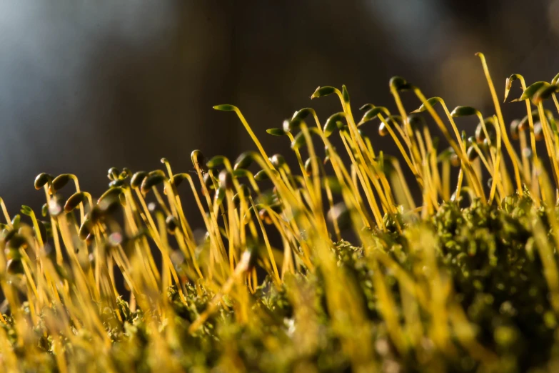 moss closeup in the sunlight, close up of small yellow flowers