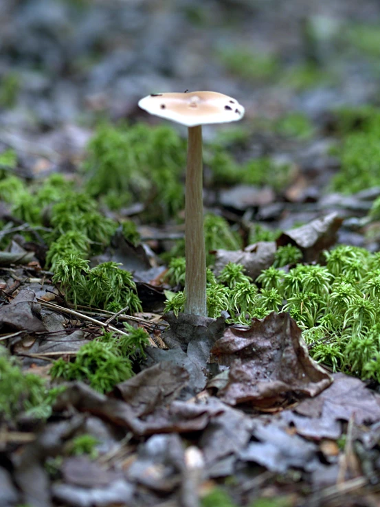 this is a small mushroom sitting on the ground