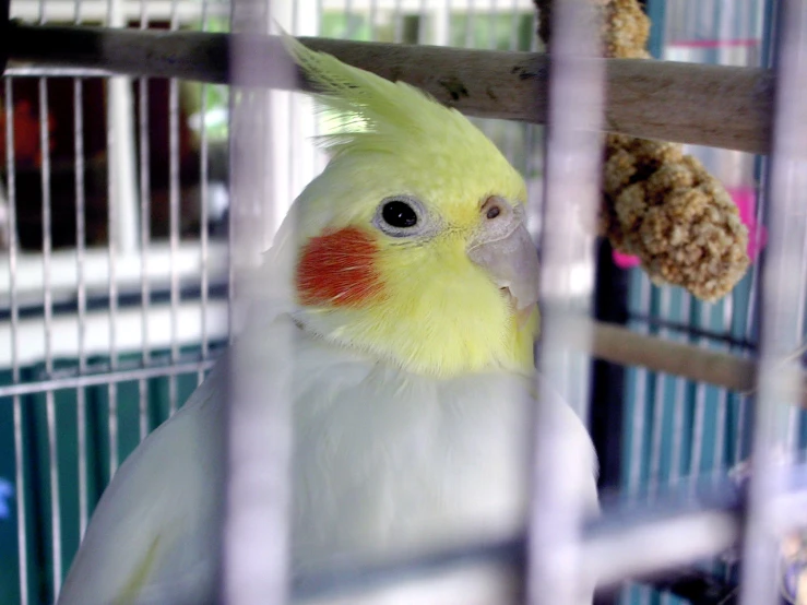 a small yellow and green bird standing inside a cage