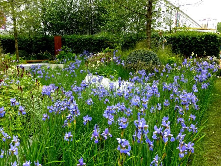 the blue flowers are blooming in the green grass