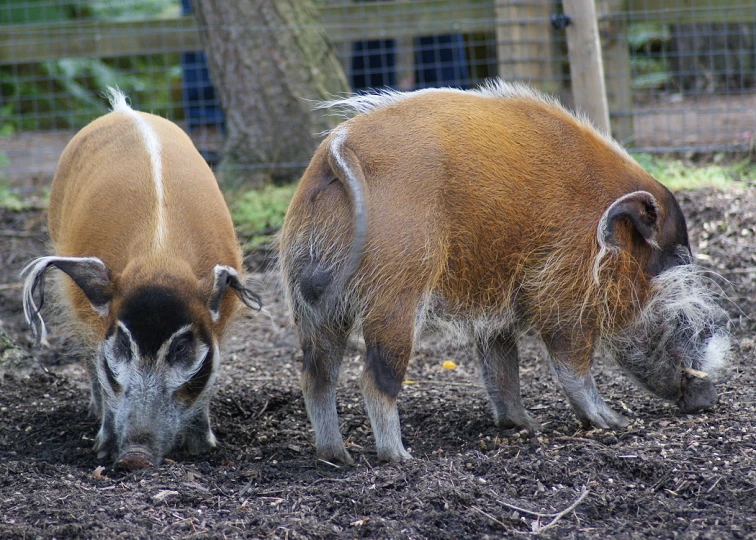 two wild boars in a dirt area next to a fence