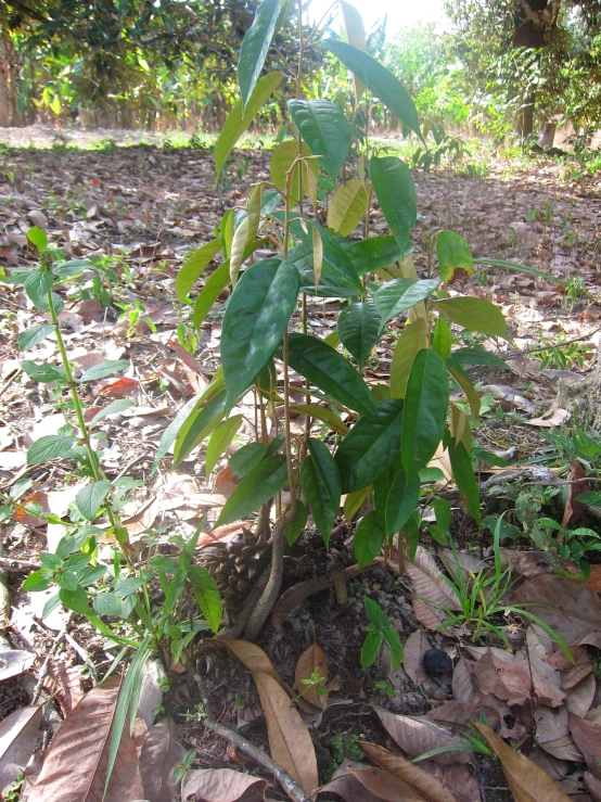 a single leafy tree in the middle of an unkempt area