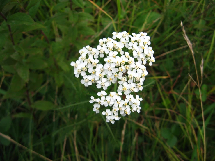 small white flowers in the middle of a forest