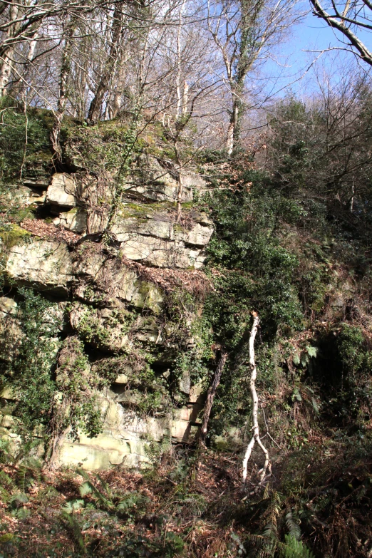 some bushes and trees on a rocky hillside