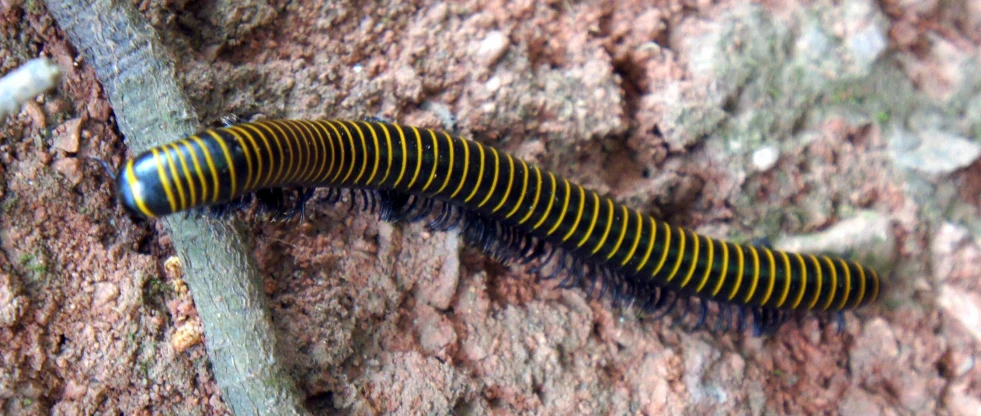 a close up of a caterpillar on a rock wall