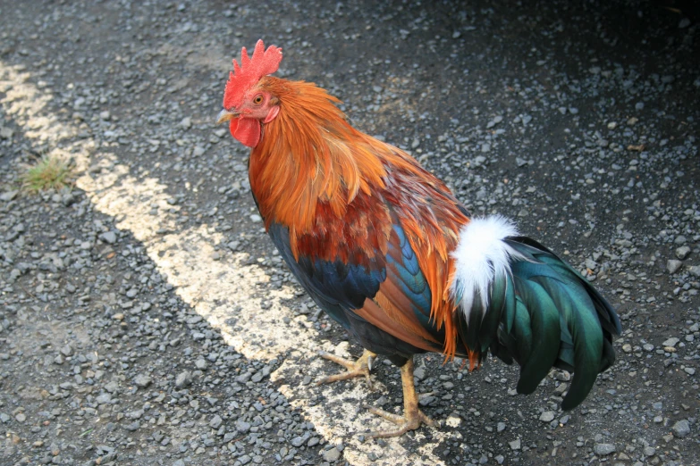 colorful rooster stands in a street with gravel