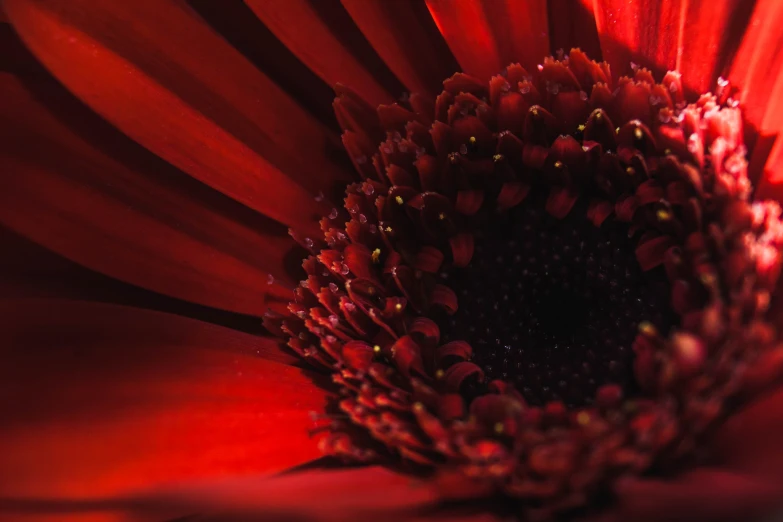 an extreme closeup view of the center of a bright red flower