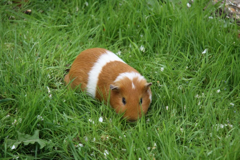 there is a small brown and white pig laying in tall grass