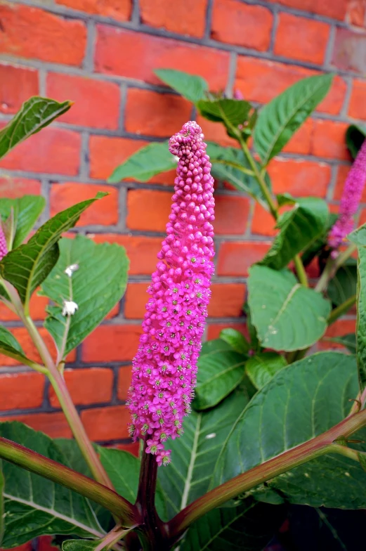 a pink flower is next to a green leafy plant