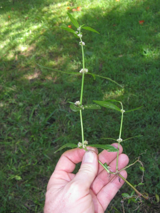 someone's hand holding onto a small flower in a grassy field