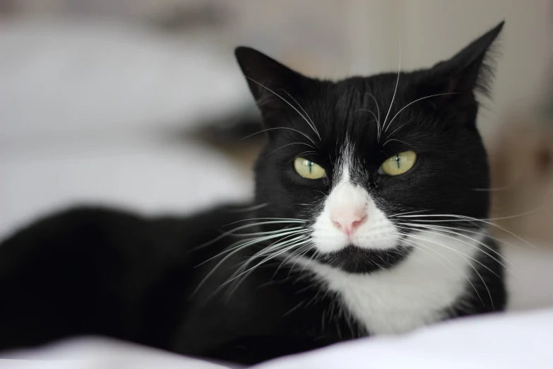 a black and white cat with a big yellow eyes