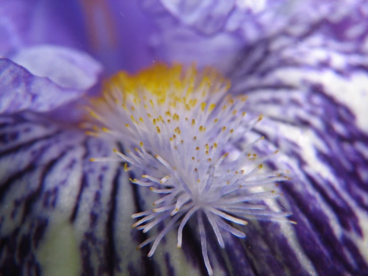 an up close s of a flower with very many details