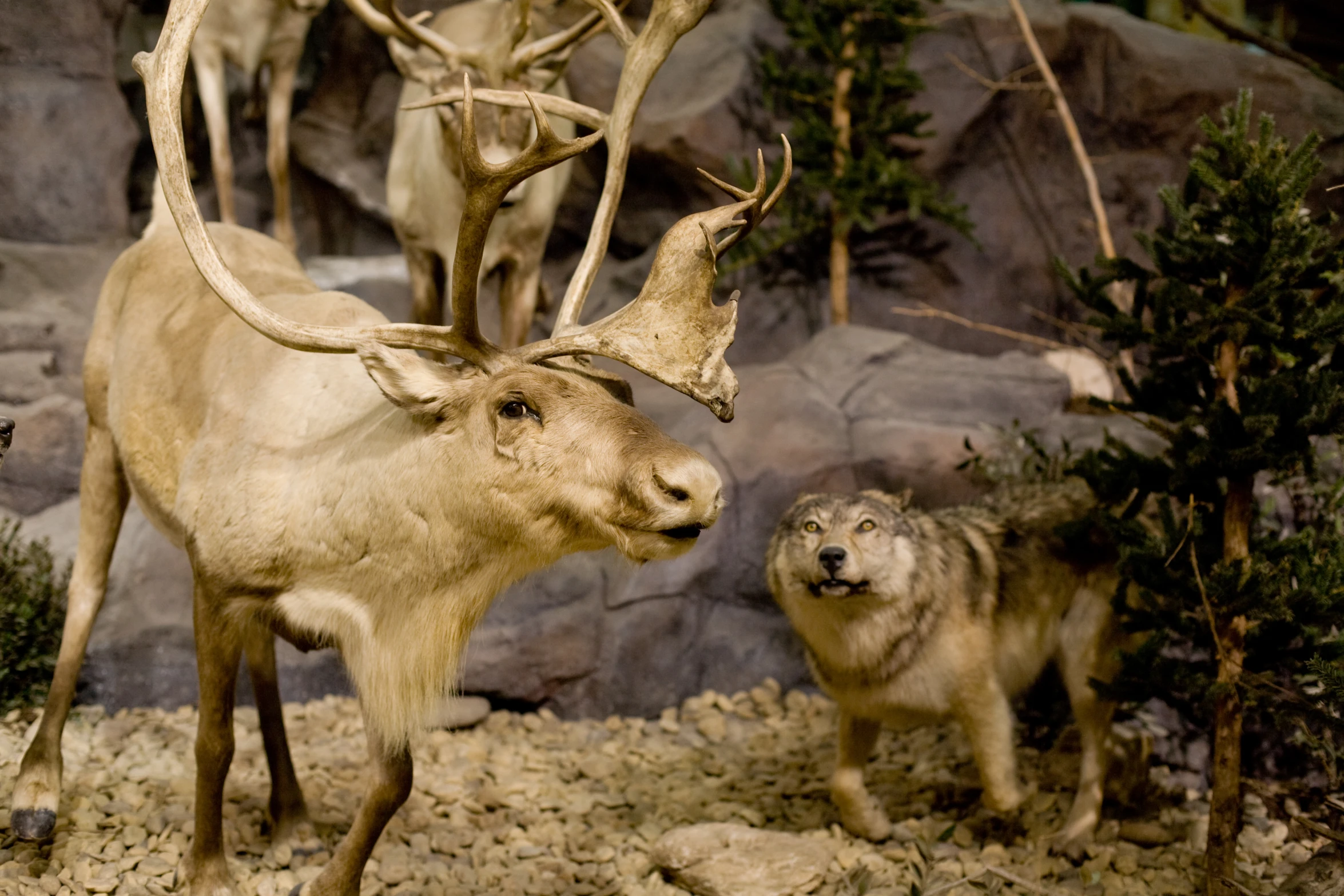 two horned animals standing next to each other in a rocky area
