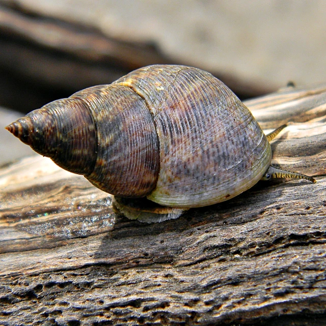 snail crawling on wood that has been scratched