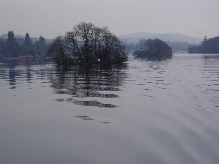 a group of trees in a body of water