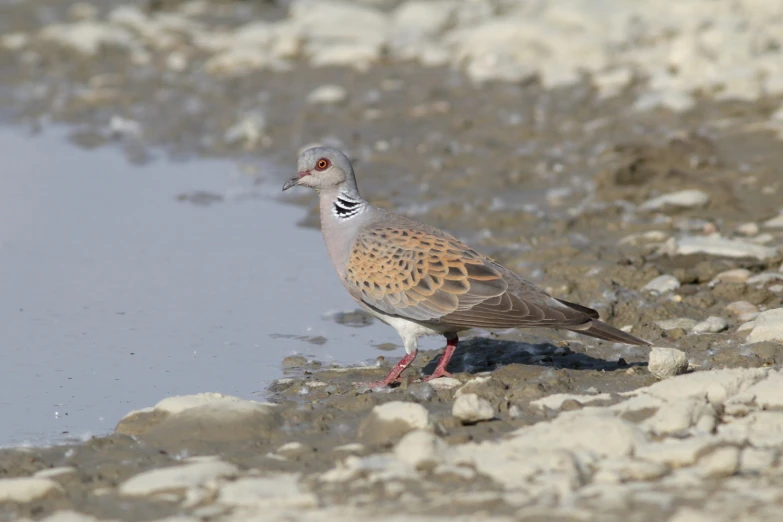 a bird is standing near some shallow water