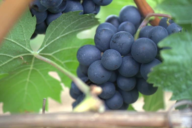 a bunch of gs hanging from the vine with leaves