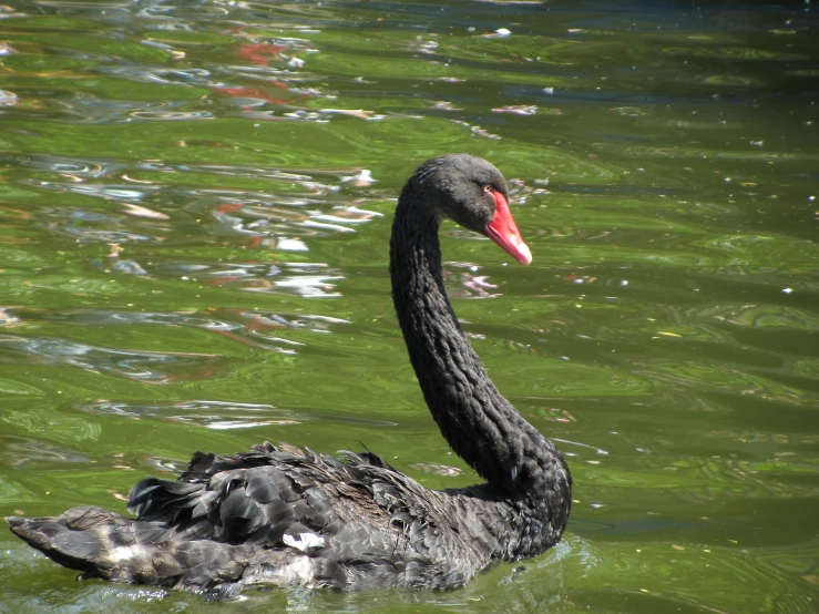 black bird swimming in a pond surrounded by green water