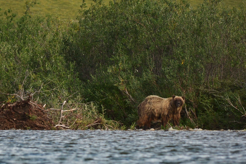 a bear in the middle of trees by water