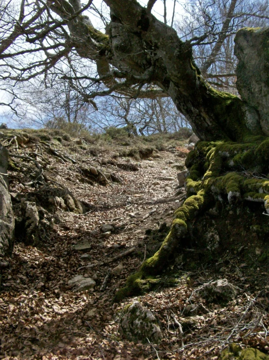 a path in the woods has no leaves